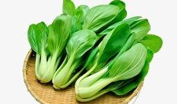 青菜爆料视频大全下载免费,免费下载，揭秘生活趣味瞬间